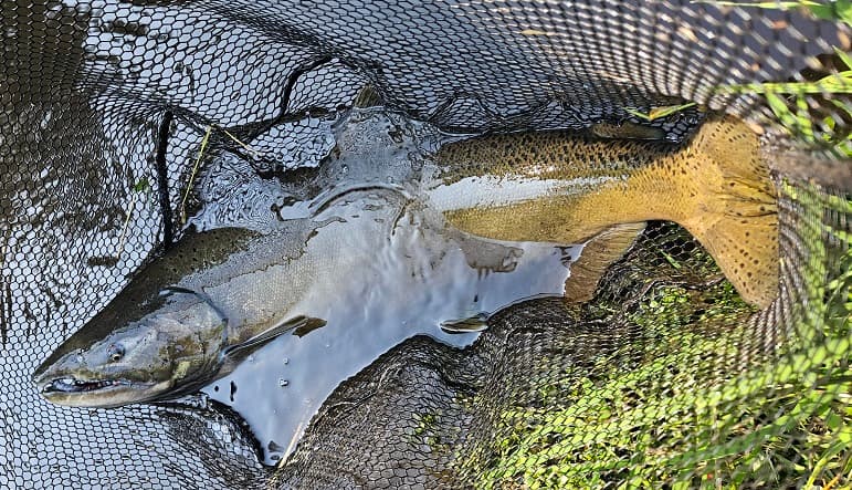 Salmon