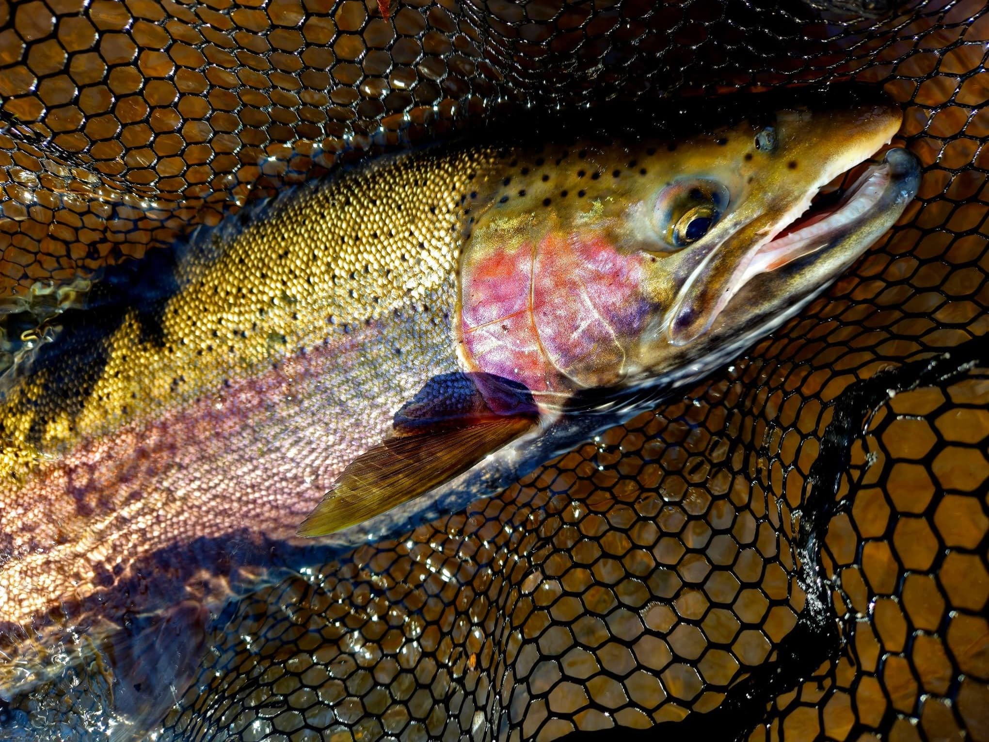Steelhead